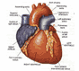 Cовременные методы функциональной диагностики в кардиологии